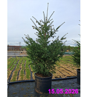 Pseudotsuga menziesii C 200 L